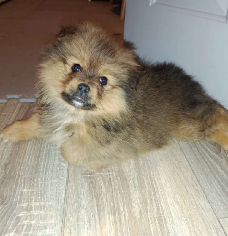 Teddy Bear Pomeranian