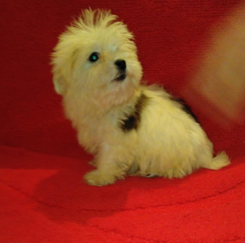 Maltese X Shih Tzu