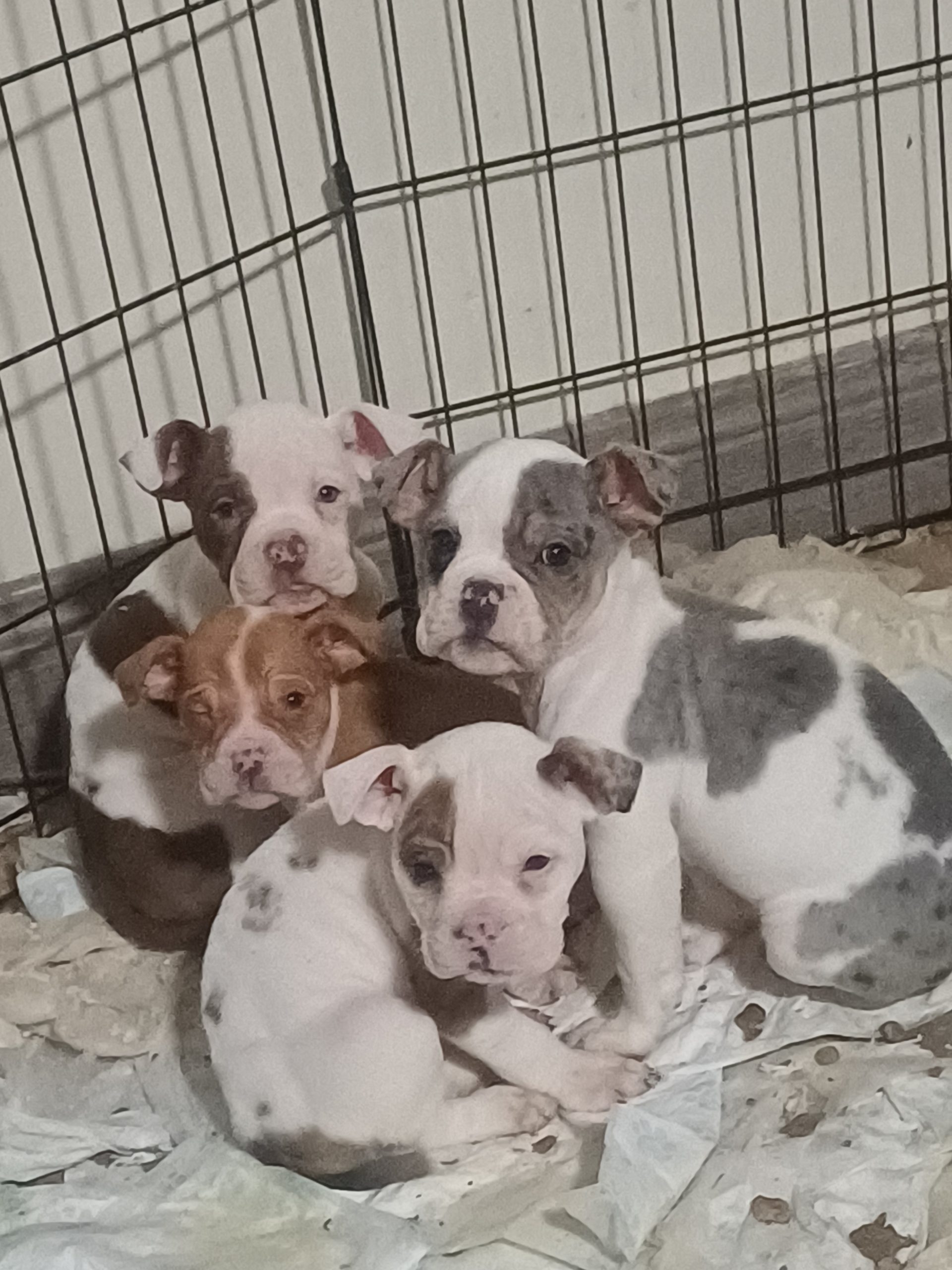 Olde English Bulldoge Puppies in Limerick
