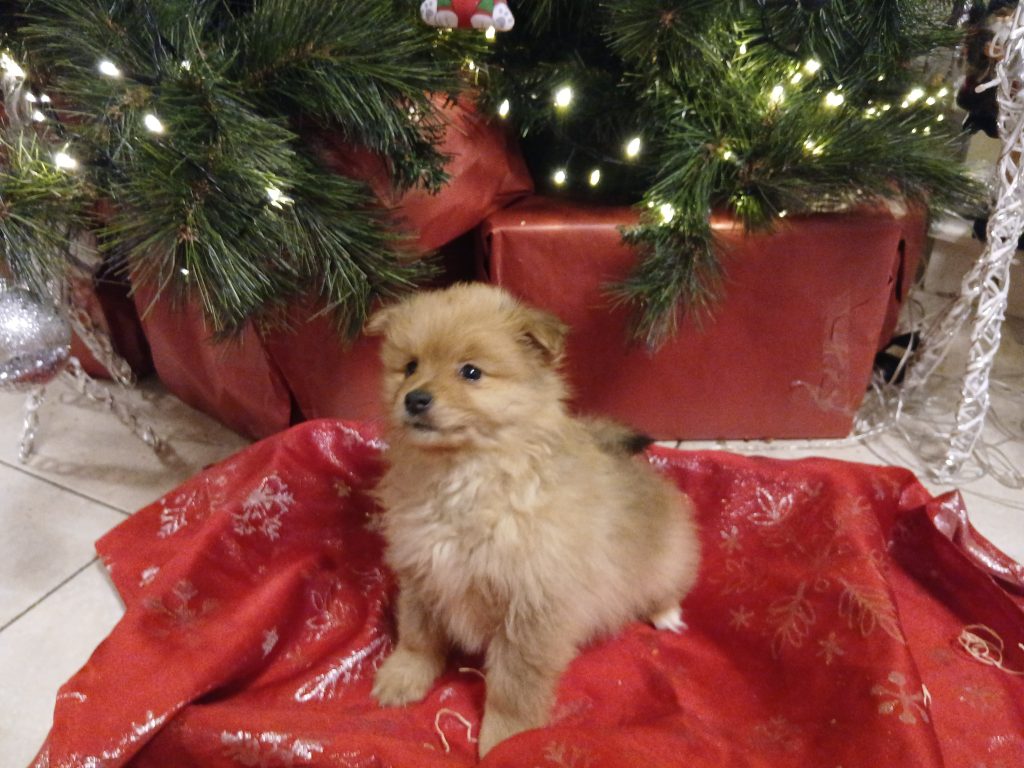 Beautiful Pomeranian Puppies
