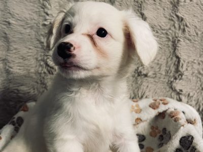 Pomeranian Cockapoo mix