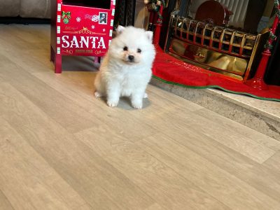 Gorgeous Teddy Bear Pomeranian 089 2565864 🐶