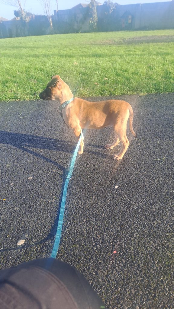 Malinois Belgian Puppy