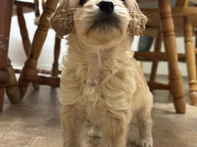 Adorable Cockapoo Puppies For Sale in Meath