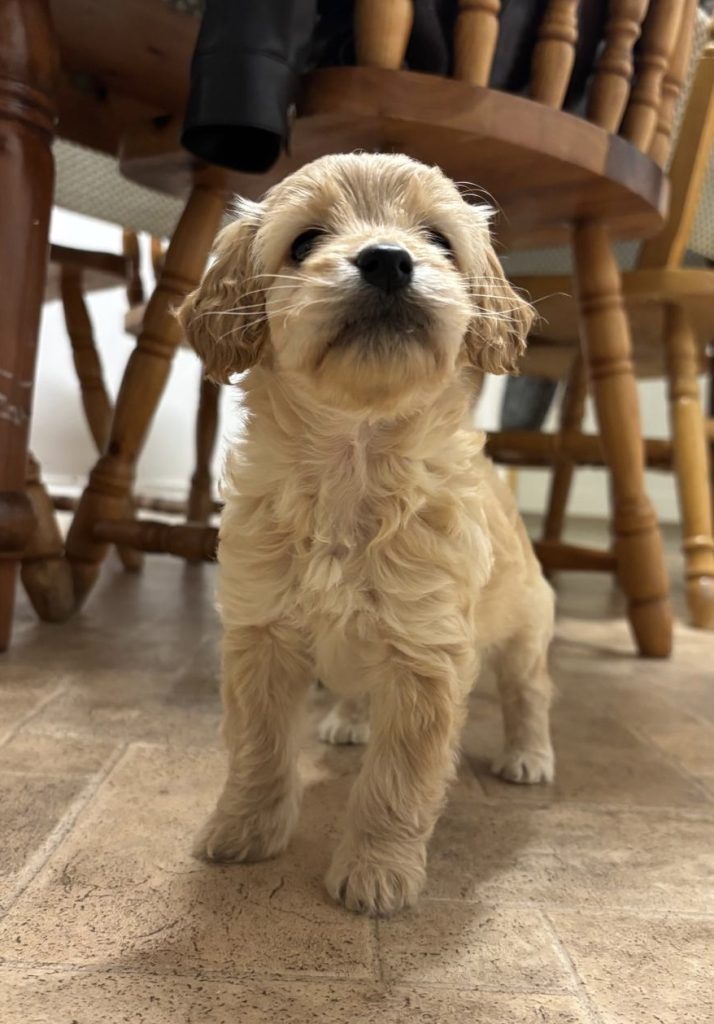 Adorable Cockapoo Puppies For Sale In Meath