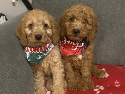 Beautiful cockapoos