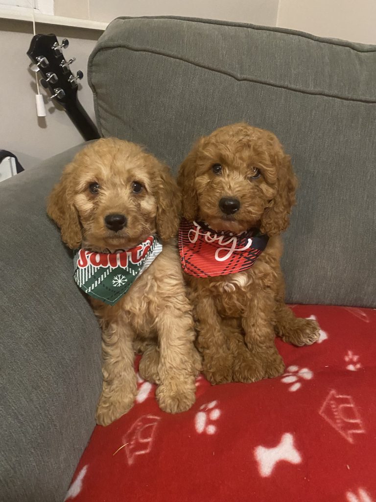 Beautiful Cockapoos