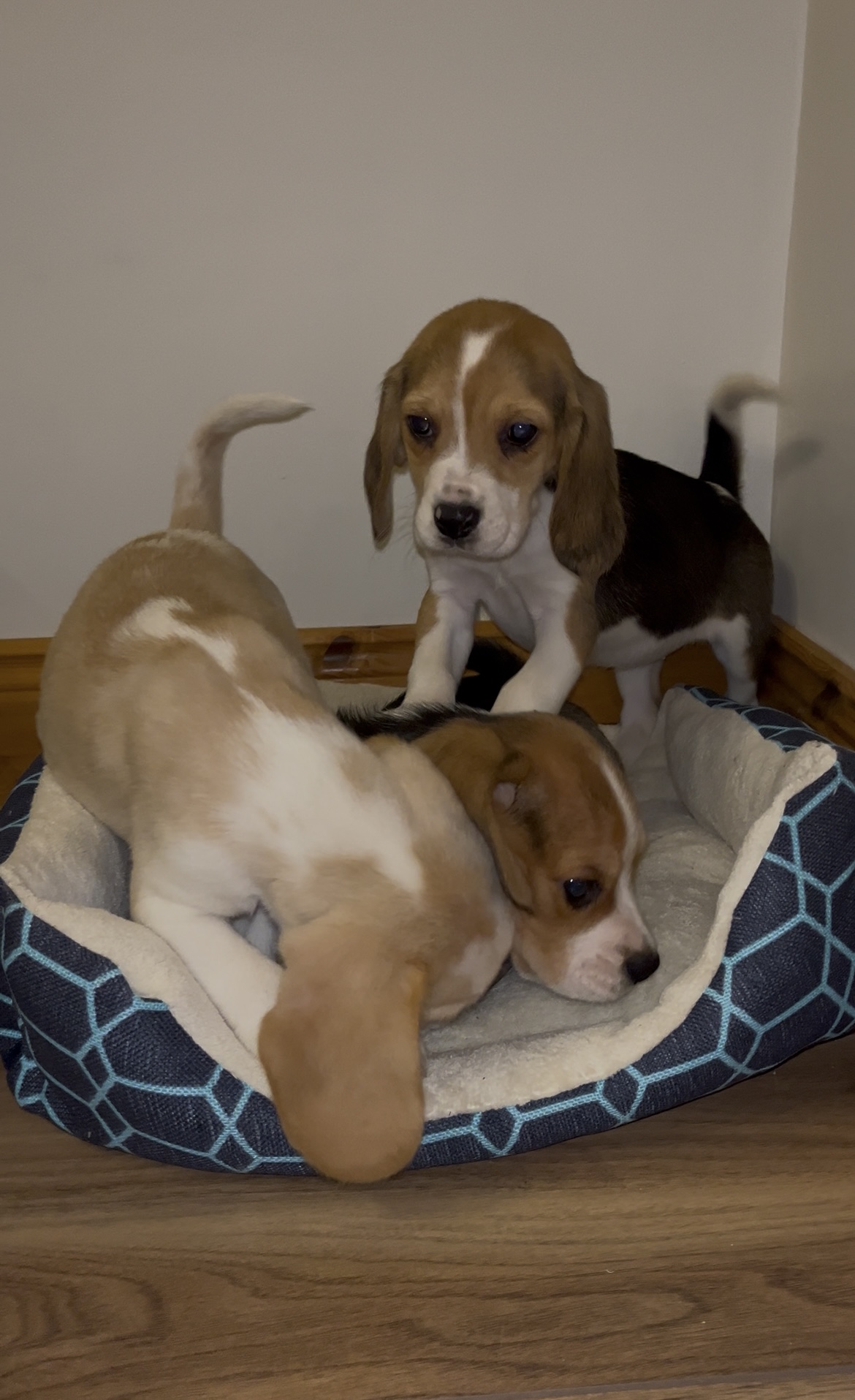 Foot Beagle Puppies 🐶