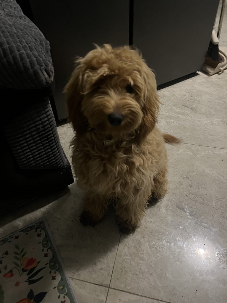Beautiful Cockapoo