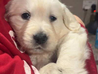 Golden retriever