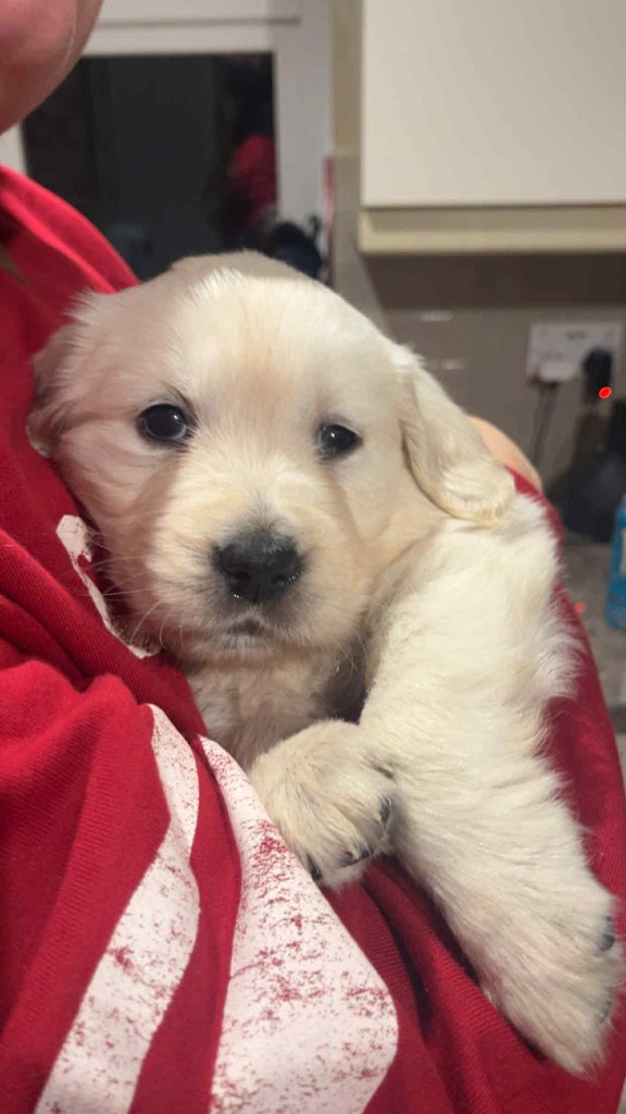 Golden Retriever