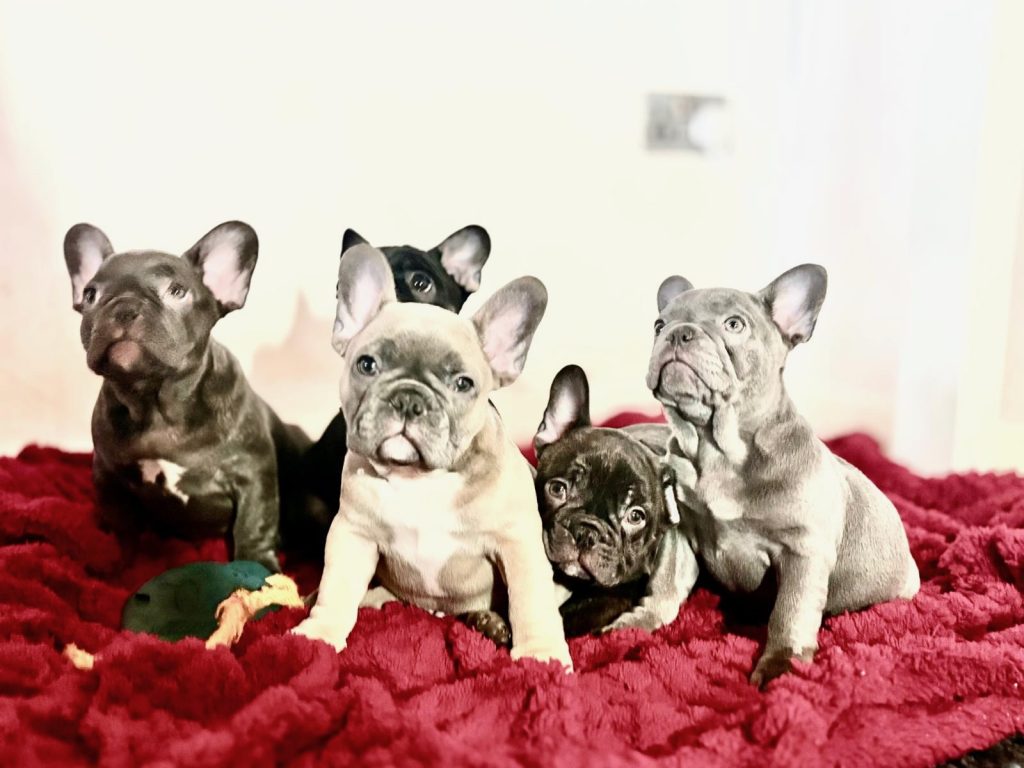 Beautiful French Bulldog Puppies In Dublin – Born