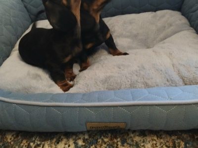 Miniature Dashhund Puppies