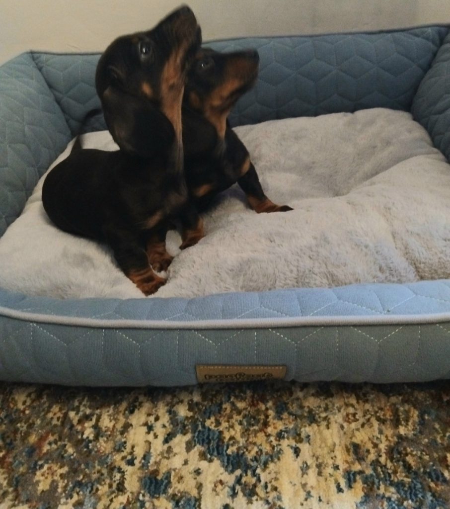 Miniature Dashhund Puppies
