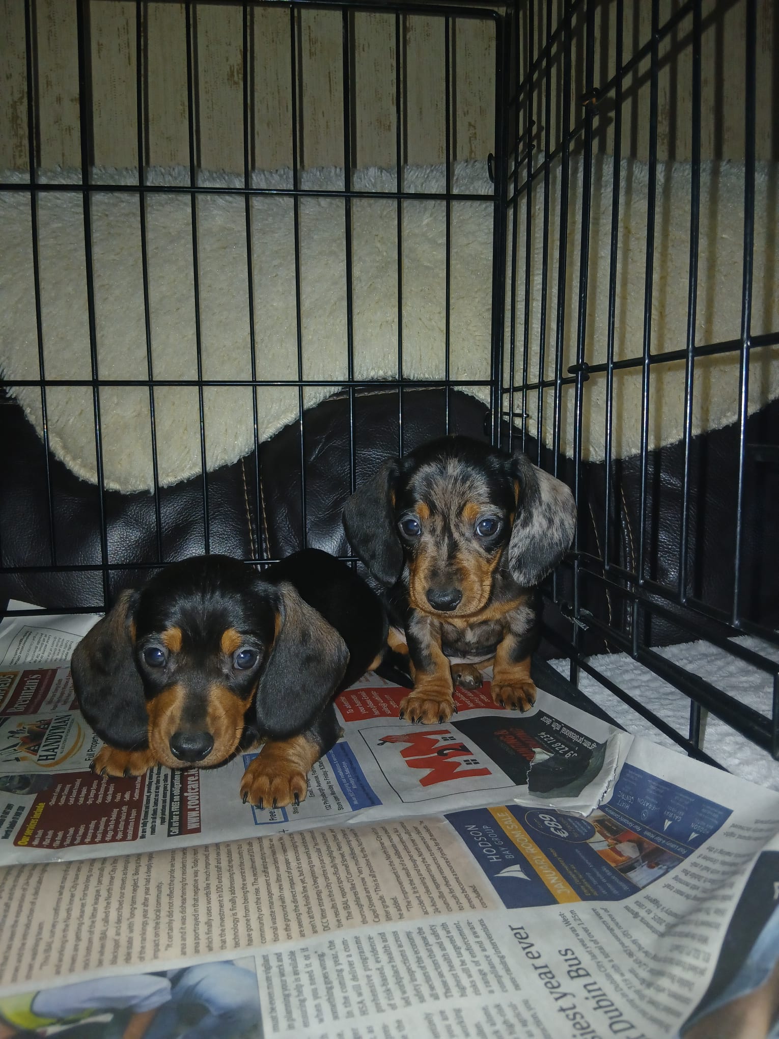 Miniature Dashhund Puppie