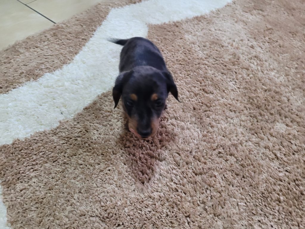 Miniature Dachsund Male
