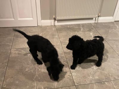 Labradoodles