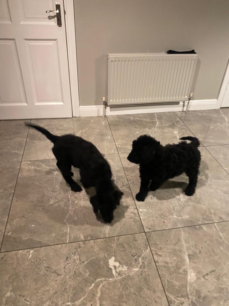 Labradoodles