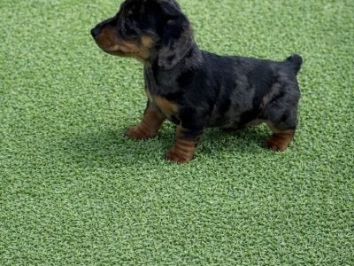 Miniature dachshund