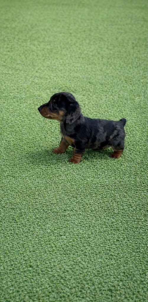 Miniature Dachshund