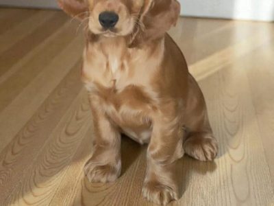 Golden Cocker Spaniel Puppies in Galway