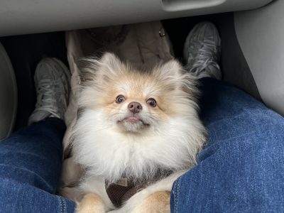 6 month old male Pomeranian puppy in Dublin