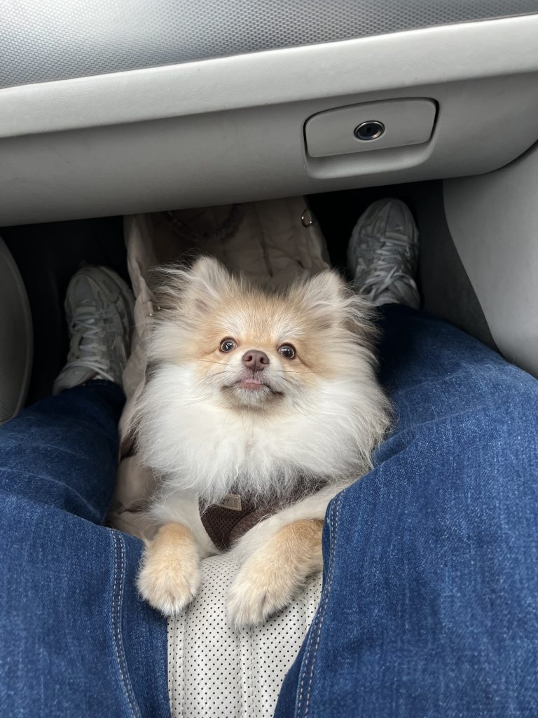 6 Month Old Male Pomeranian Puppy In Dublin