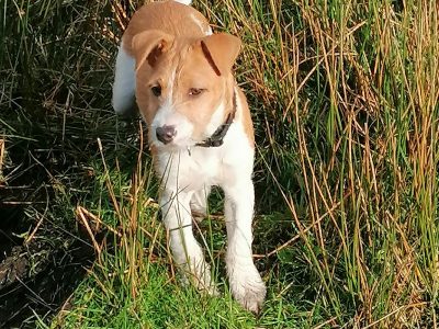 Jack Russell Terrier for sale