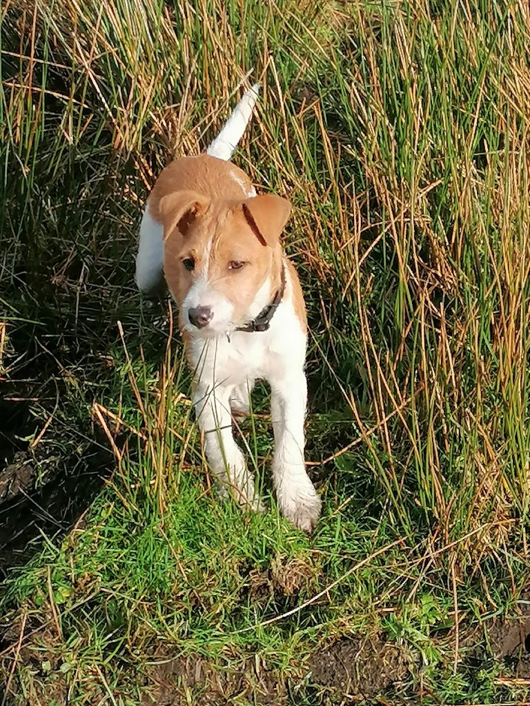 Jack Russell Terrier For Sale