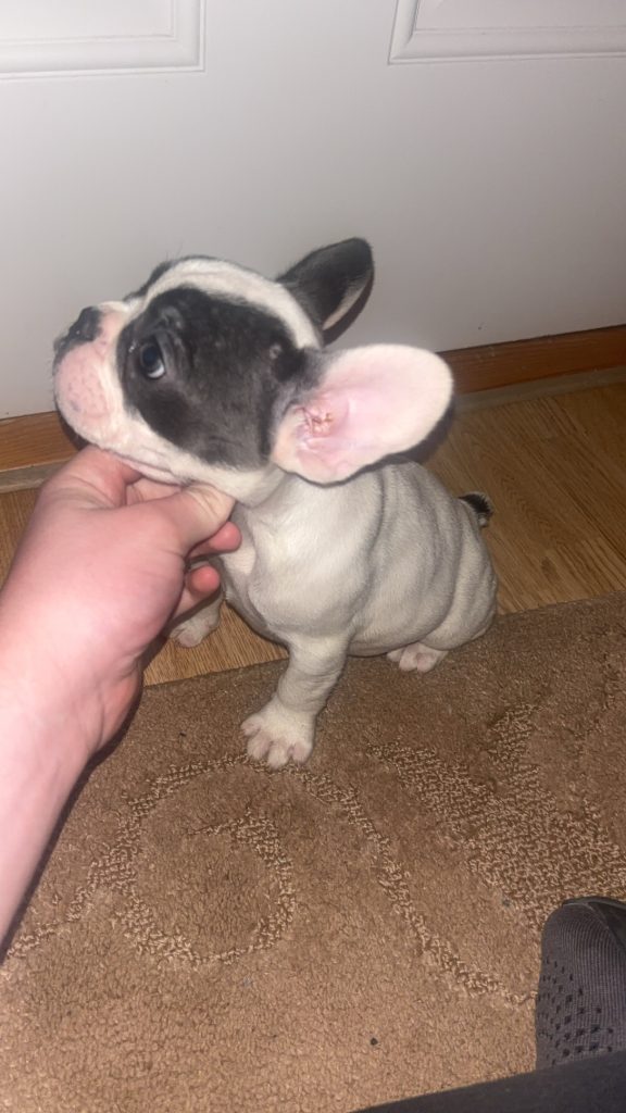 French Bulldog Puppies