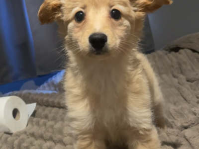 Female Pomeranian x Cockapoo puppy in Dublin