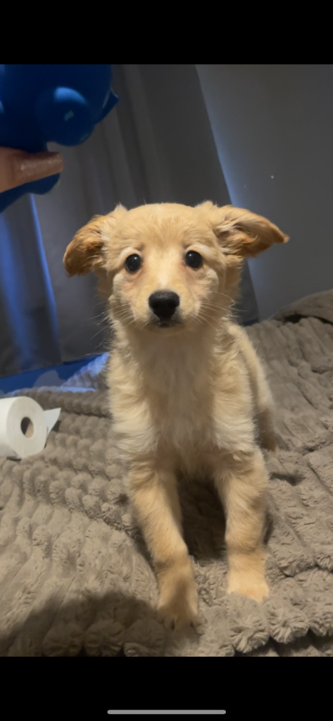Female Pomeranian X Cockapoo Puppy In Dublin