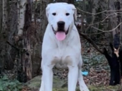 Dogo Argentino X Presa Canairo