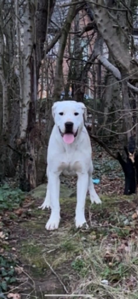 Dogo Argentino X Presa Canairo