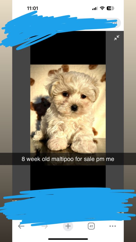 Maltiepoo