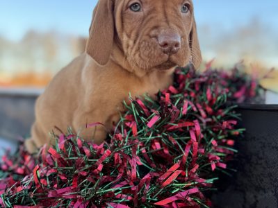 Stunning IKC Registered Hungarian Vizsla puppies