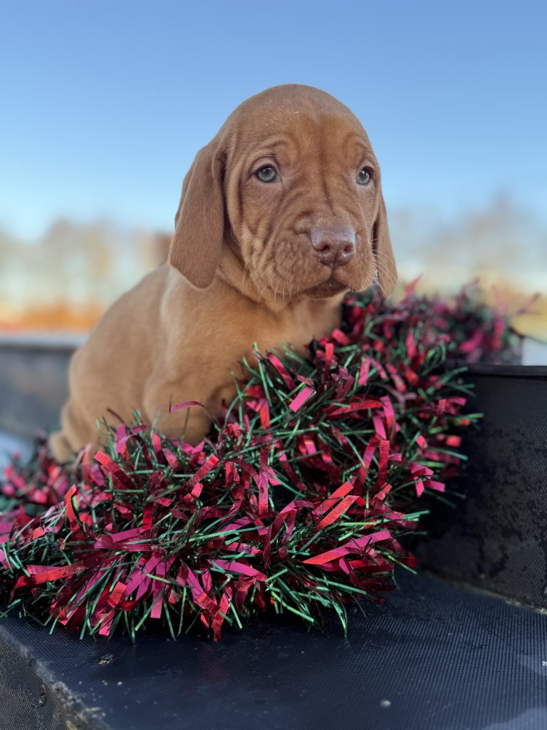 Stunning Ikc Registered Hungarian Vizsla Puppies