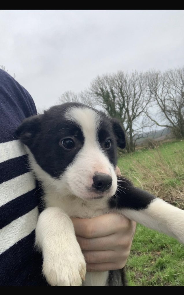 Collie Pups