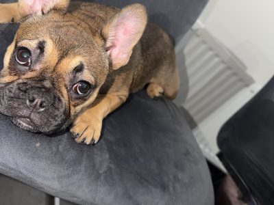 French bulldog