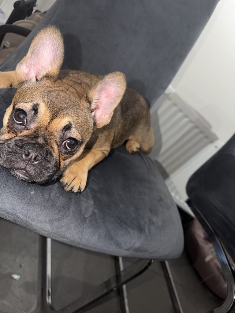 French Bulldog