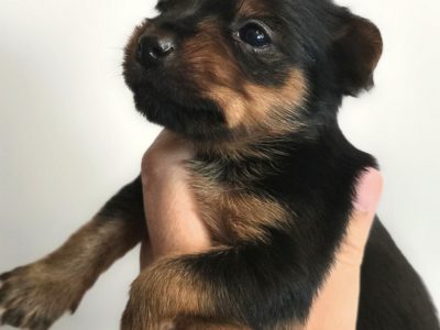 🌸 Adorable Miniature Yorkshire Terrier Puppies –