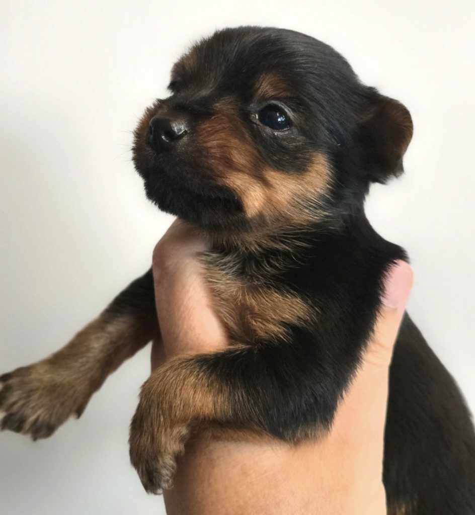 🌸 Adorable Miniature Yorkshire Terrier Puppies –