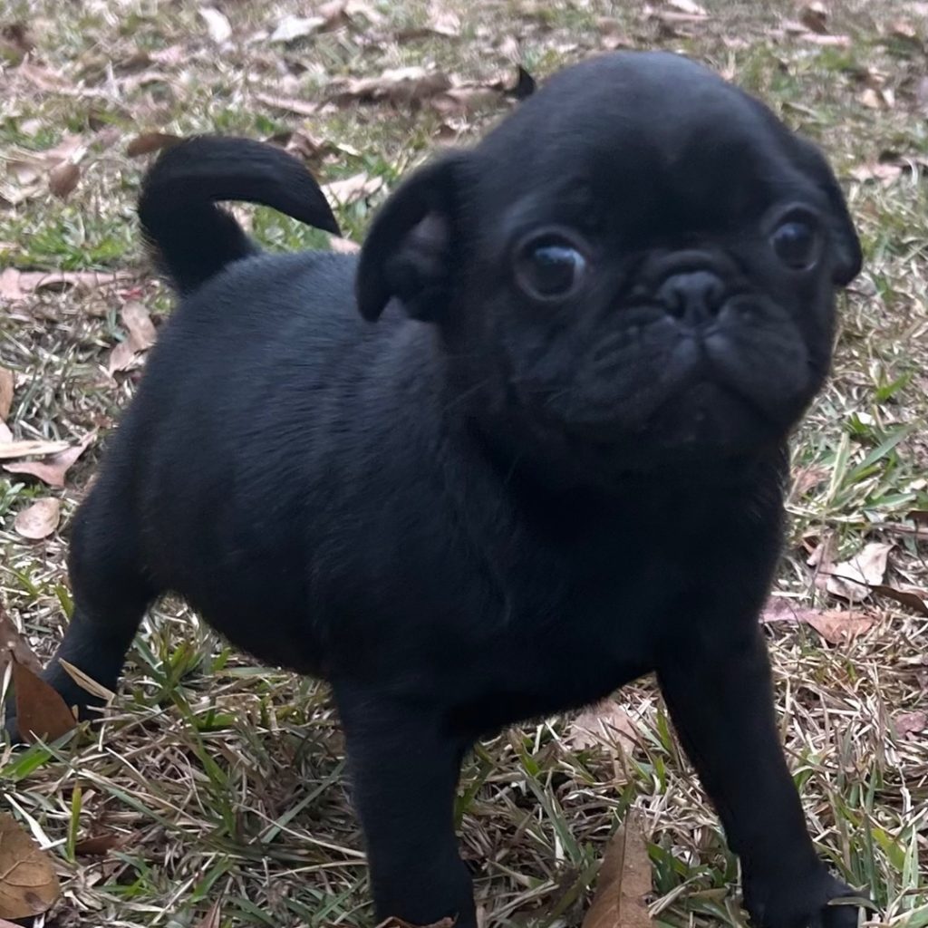 Pug Puppies