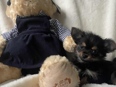 Chorkie pups