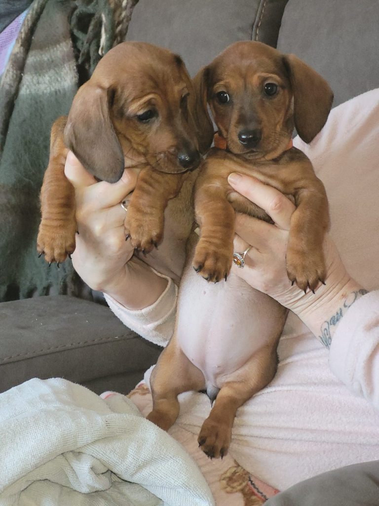 Daushund Miniture