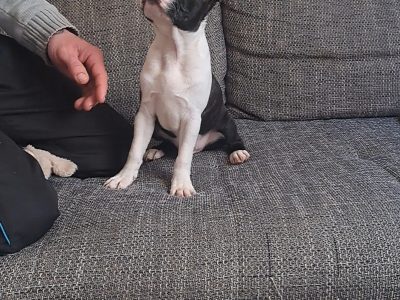 Boston Terrier puppy