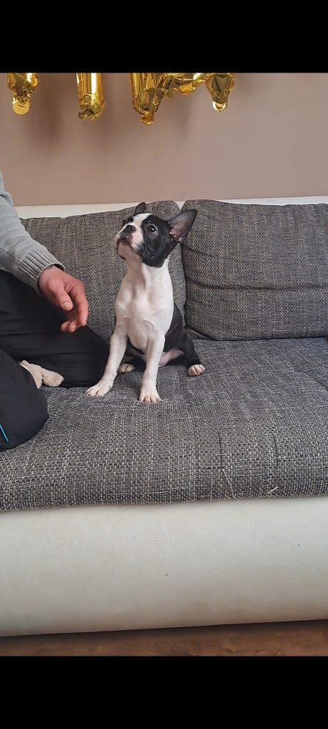 Boston Terrier Puppy
