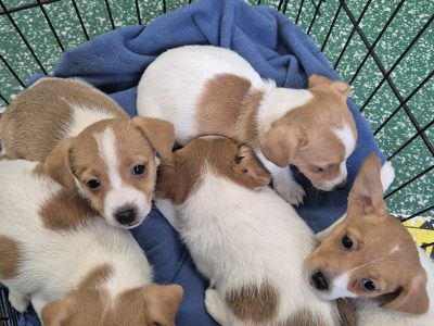 Jack Russell Puppies for Sale in Kildare