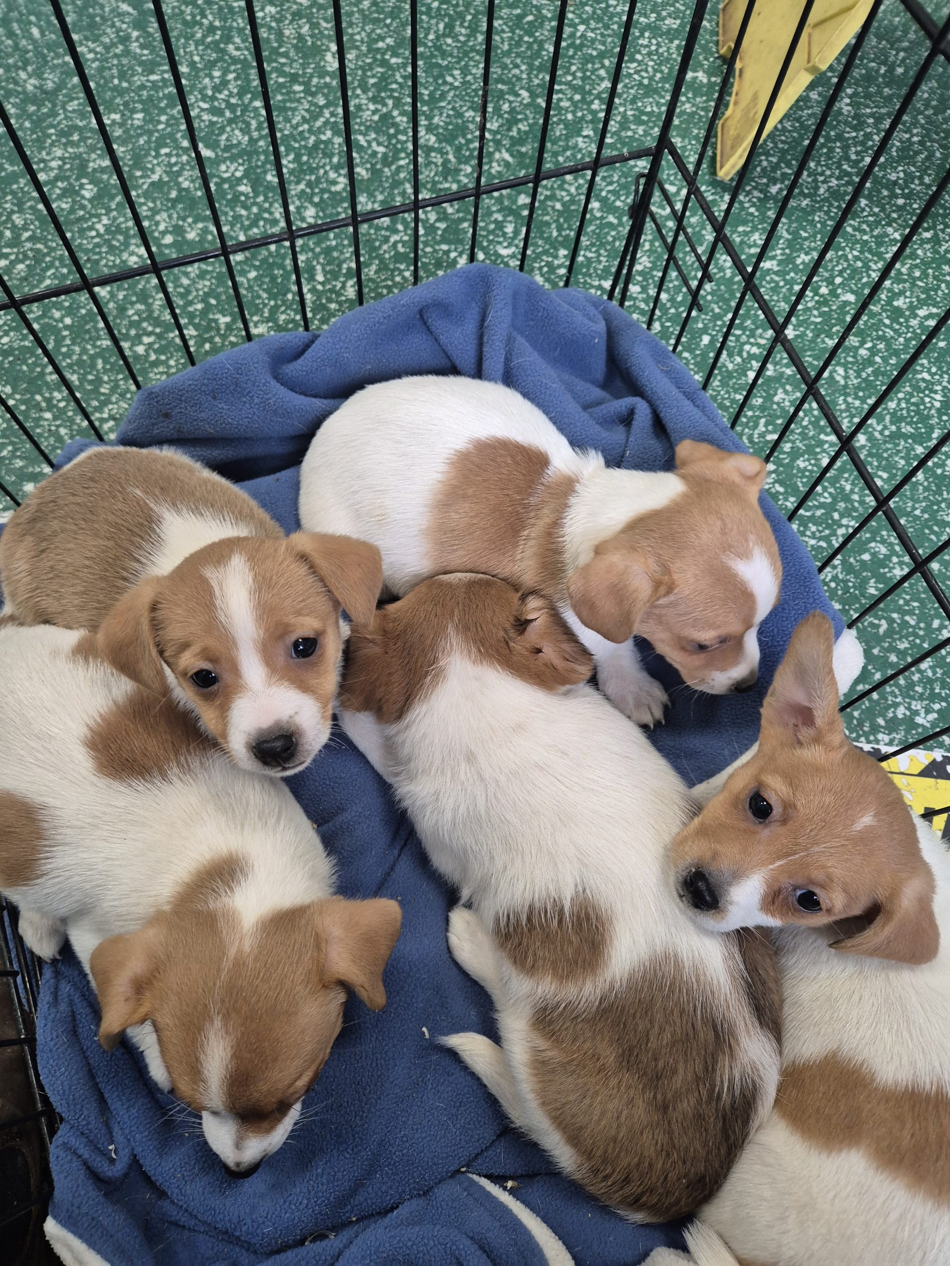 Jack Russell Puppies for Sale in Kildare