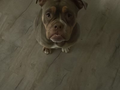 Auld English bulldog. “Maggie”
